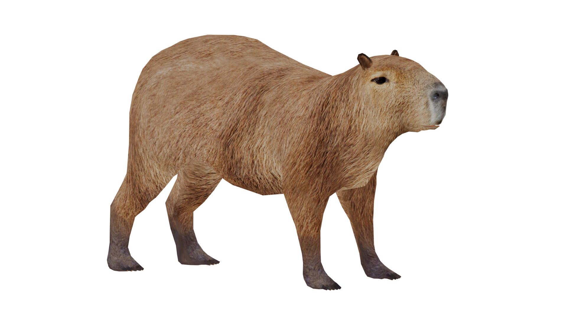 Capybara png images