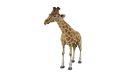 Test render of the baby Giraffe (yellow variant)