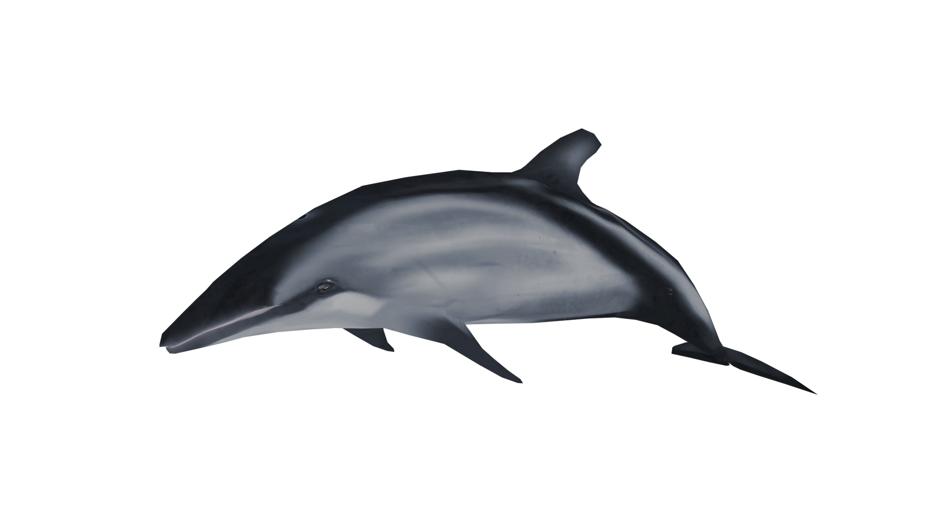 Dolphin - Wikipedia