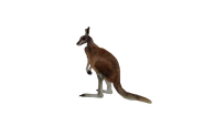 Test render of the baby Red Kangaroo (dark variant)