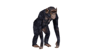 Test render of the Chimpanzee