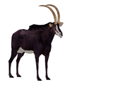 Giant Sable Antelope