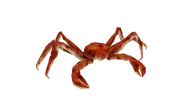 Alaskankingcrab spotted.png (1.35 MB) Test render of the Alaskan King Crab (spotted variant)