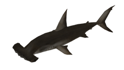 Great Hammerhead Shark | Wildlife Park 2 Wiki | Fandom