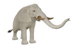 African Elephant | Wildlife Park 2 Wiki | Fandom African Elephant | Wildlife Park 2 Wiki | Fandom