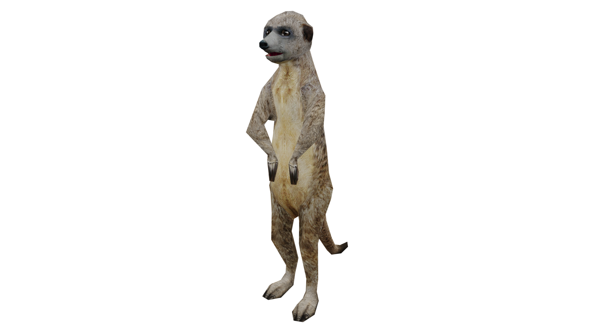 meerkat animal