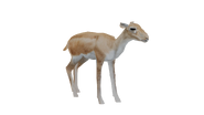 Test render of the female Blackbuck