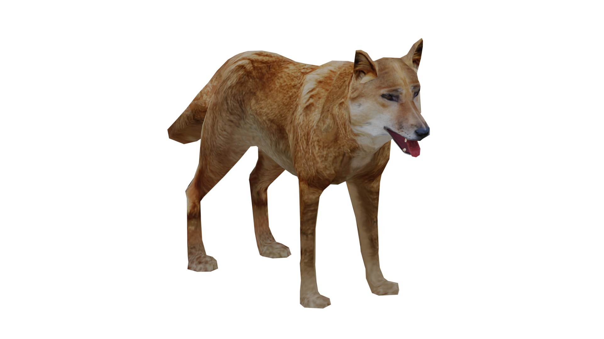 Are Dingoes Their Own Species