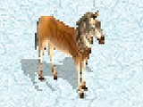 Quagga