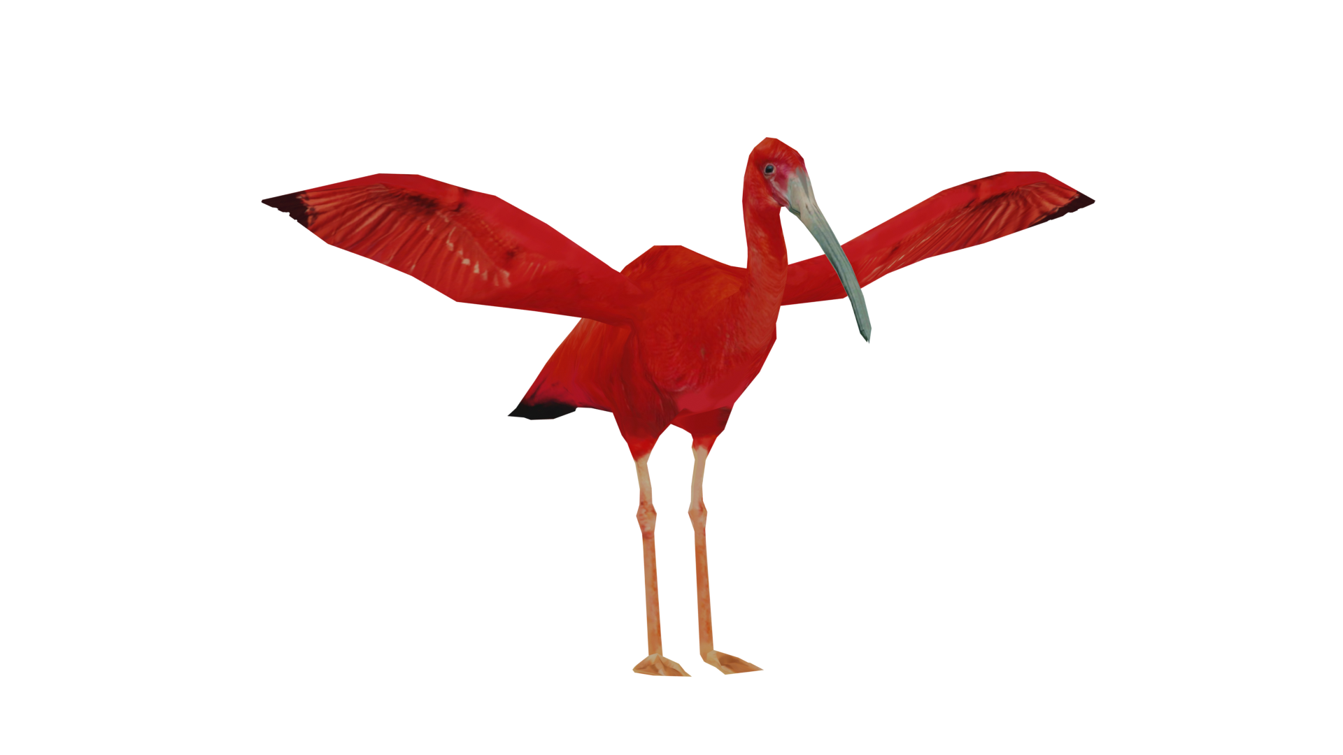 Ibis, Scarlet - Safari West