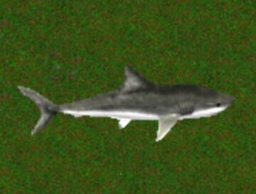 Shark! Hunting the Great White - Carnivores Wiki