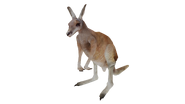 Test render of the Red Kangaroo