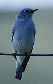 Mountin Bluebird
