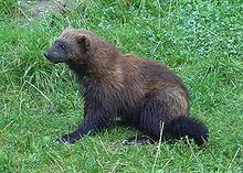 Mustelidae — Wikipédia