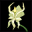 Icon skilltradeskillmisc faerybloom plant