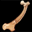 Icon itemmisc femur