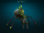 Augmented Spider Pet