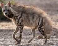 A striped hyena