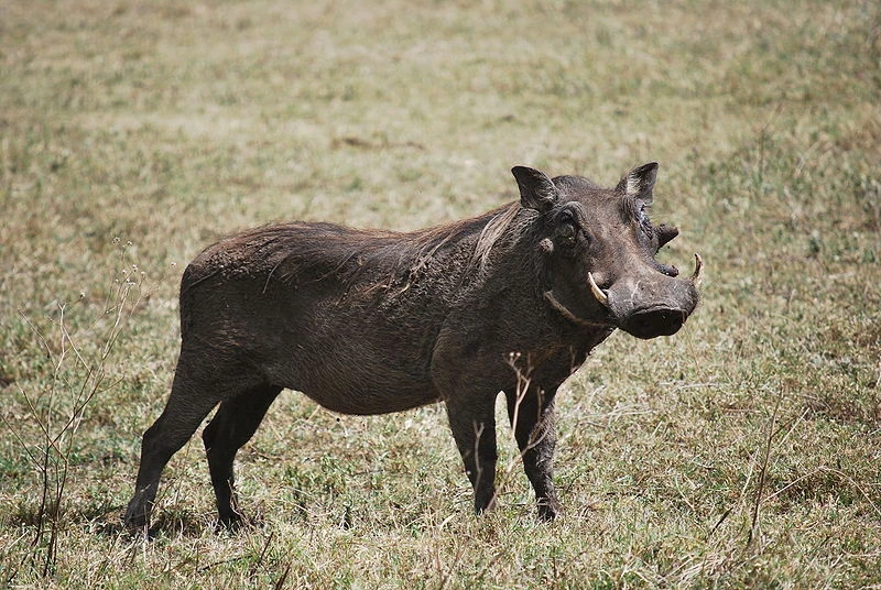 Warthog | The Wild Thornberrys Wiki | Fandom