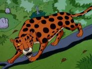 An African leopard from "Chimp off the old block"