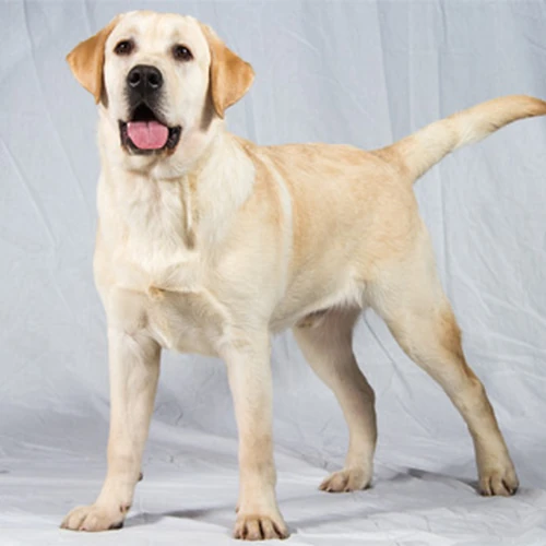 Can Dogs Retract Their Claws