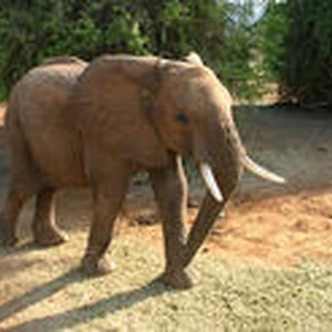 African Bush Elephant Wild Thornberrys Wiki Fandom On an african safari, eliza thornberry discovers that thanks to a shaman, she can now talk to animals. african bush elephant wild
