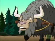 A Yak from "Happy Campers"