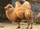 Bactrian Camel