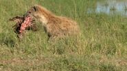 A spotted hyena stealing a gazelle kill from a cheetah