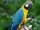 Blue-and-Gold Macaw