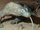 Komodo Dragon