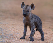 A spotted hyena cub nursing from its mother