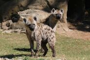 Two Spotted Hyenas