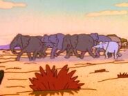 African Elephant stampede in "Iron Curtain"