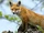 Red Fox