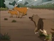 A wolverine attacking a caribou and her calf in "The Wild Snob Berry"