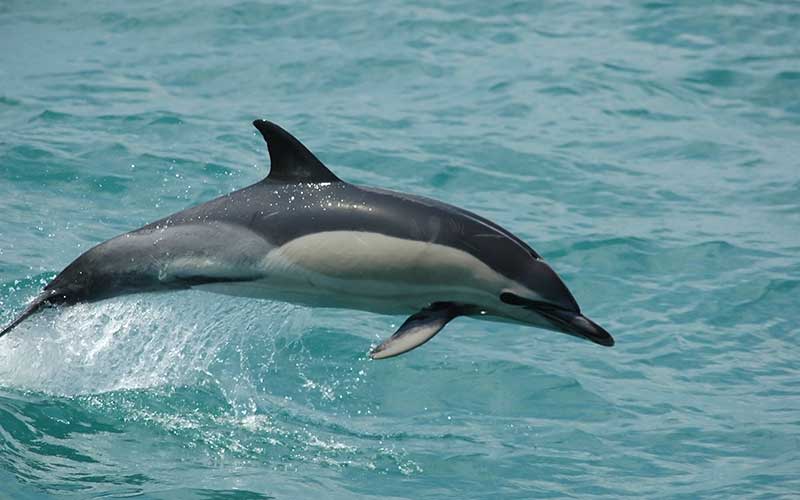 ヘンリー川原　en DOLPHIN ヘンリー川原 en DOLPHIN Henry Kawahara = ヘンリー川原