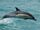 Common Dolphin