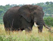 African elephant bull