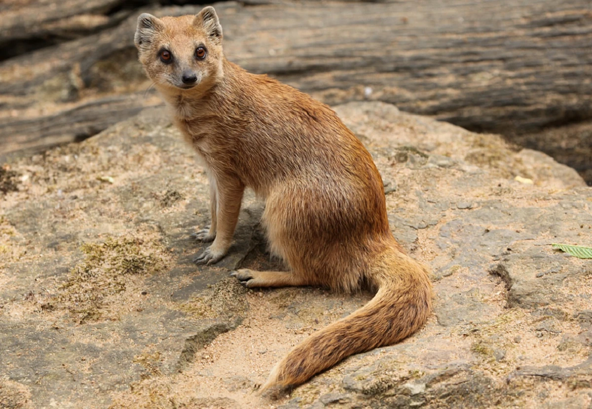 Mongoose | The Wild Thornberrys Wiki | Fandom