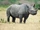 Black Rhinoceros
