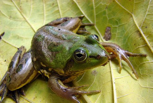 Agile frog - Wikipedia