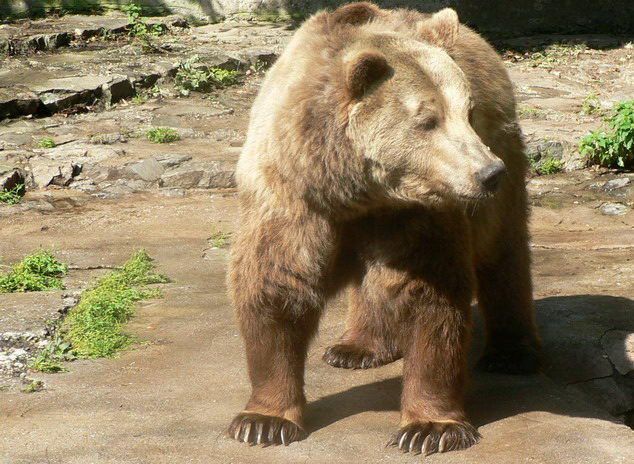 Brown Bear, Species