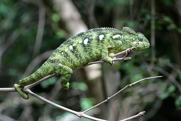 Chameleon, Wiki