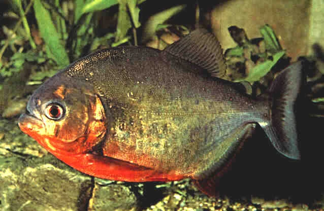 Red Bellied Piranha Animal Wiki Fandom Red Bellied Piranha Animal Wiki Fandom
