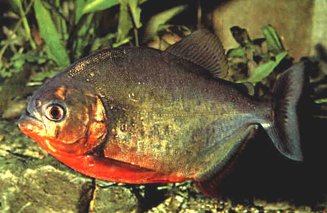 Red Bellied Piranha Animal Wiki Fandom