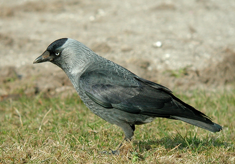 Western jackdaw - Wikipedia