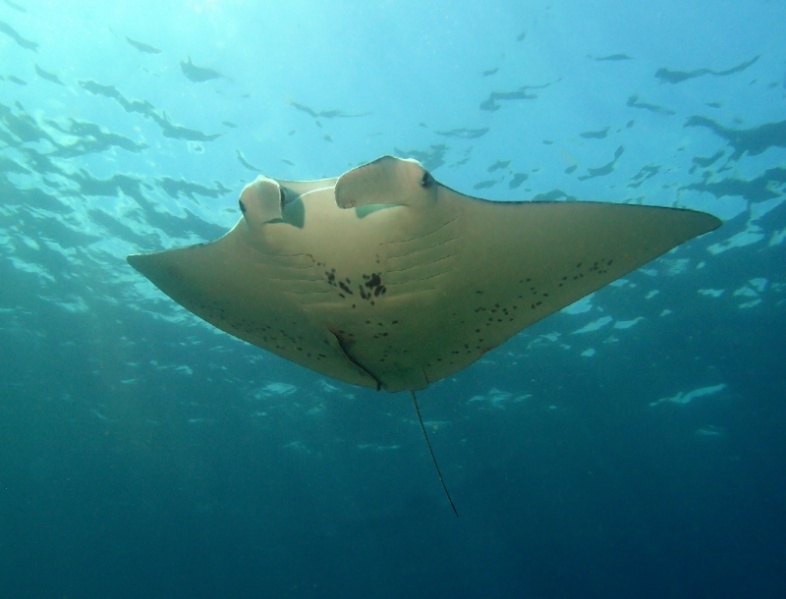 LOCAL REEF SNORKELING ( for cruise ship PRIVATE GROUPS) 2023 - The Cayes - Viato
