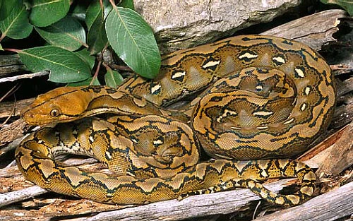 Reticulated Python | Animal Wiki | Fandom