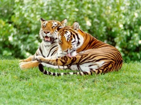 Indochinese tigers